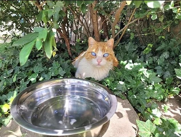 Tigrou, male Mixed Breed for adoption at Amis Chats