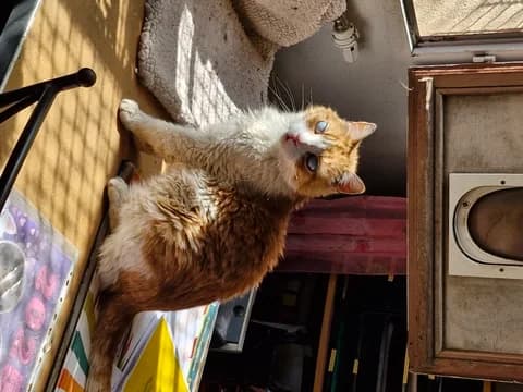 Tigrou, male Mixed Breed for adoption at Amis Chats — photo 2 of 2