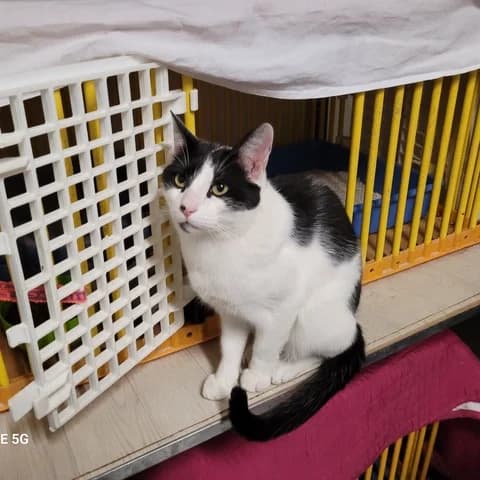 Titounet, male Mixed Breed for adoption at Amis Chats