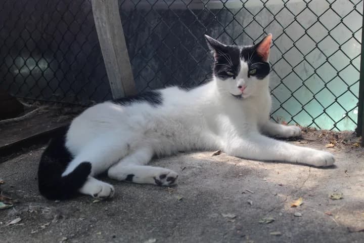 Titounet, male Mixed Breed for adoption at Amis Chats — photo 3 of 3