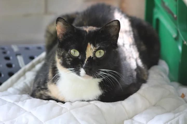 Vahina, female Mixed Breed for adoption at Amis Chats