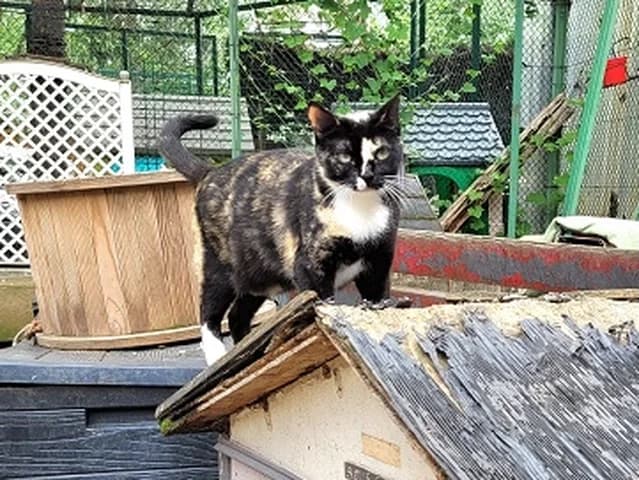 Vahina, female Mixed Breed for adoption at Amis Chats — photo 2 of 2