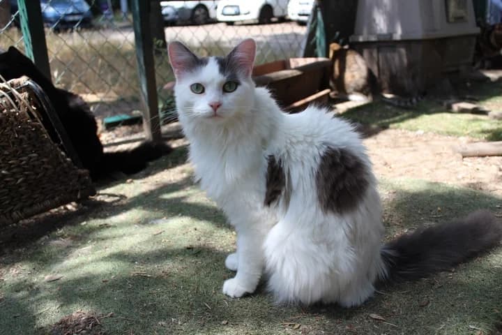 Vanille & Flocon,  Mixed Breed for adoption at Amis Chats — photo 2 of 3