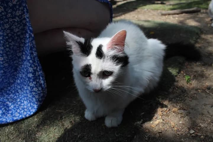 Vanille & Flocon,  Mixed Breed for adoption at Amis Chats — photo 3 of 3