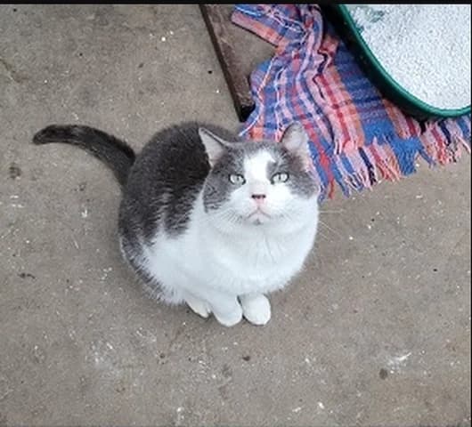 Virgile, male Mixed Breed for adoption at Amis Chats