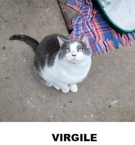 Virgile, male Mixed Breed for adoption at Amis Chats — photo 2 of 3