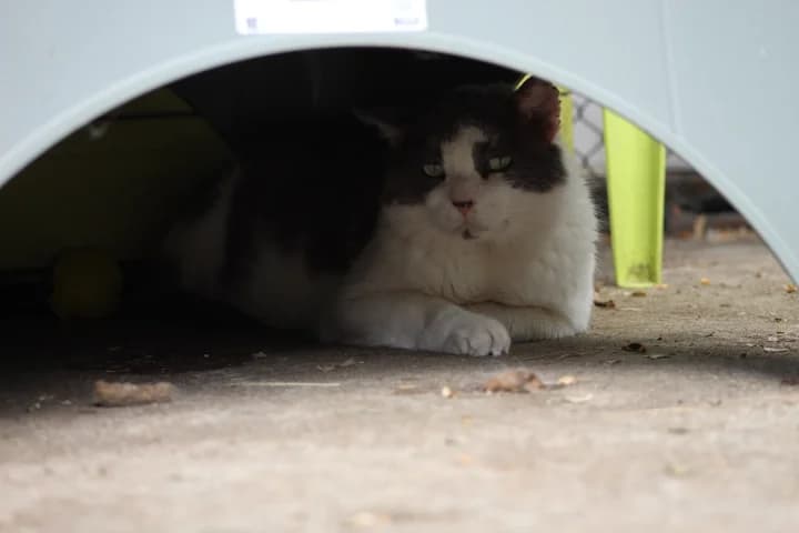 Virgile, male Mixed Breed for adoption at Amis Chats — photo 3 of 3