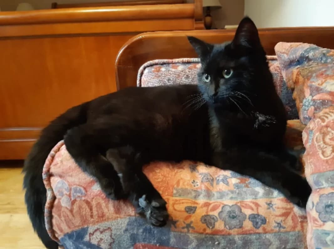 Bella, female young Mixed Breed for adoption at Les Amis Chats De Mer