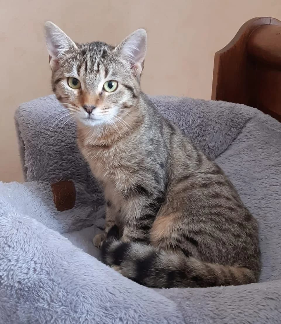 Bichette, female young Mixed Breed for adoption at Les Amis Chats De Mer