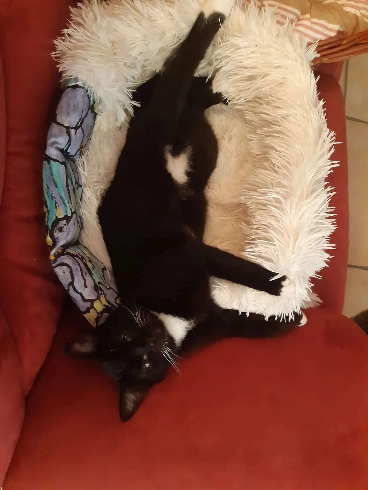 Daminet, male young Mixed Breed for adoption at Les Amis Chats De Mer