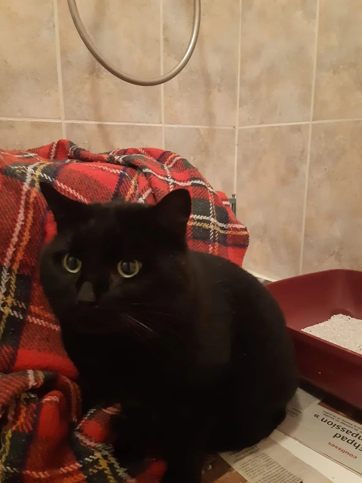 Ebene, male 3yo Mixed Breed for adoption at Les Amis Chats De Mer