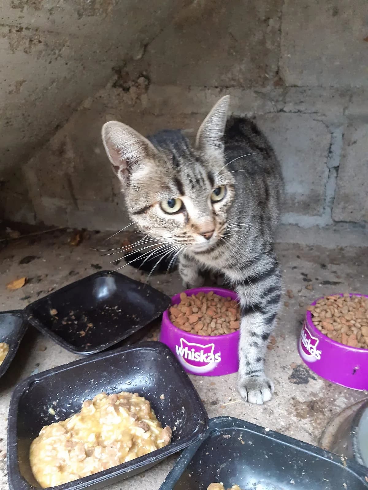 Minouche, female Mixed Breed for adoption at Les Amis Chats De Mer
