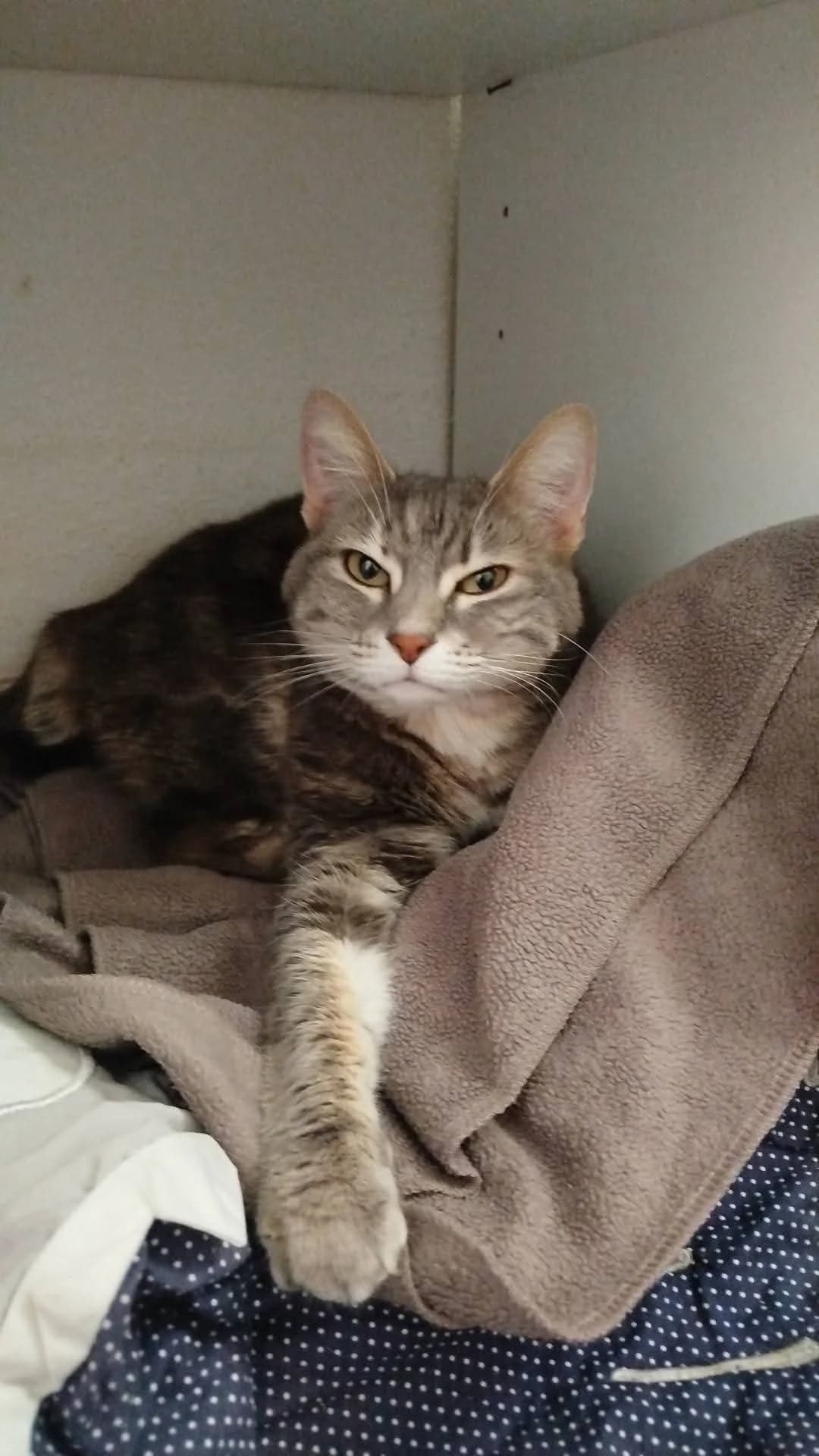 Nala, female 3yo Mixed Breed for adoption at Les Amis Chats De Mer