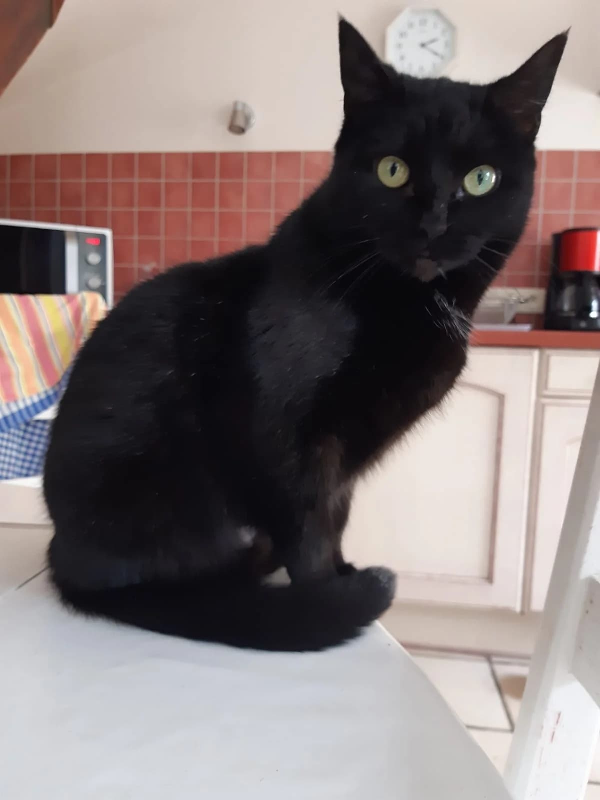 Noela, female 4yo Mixed Breed for adoption at Les Amis Chats De Mer