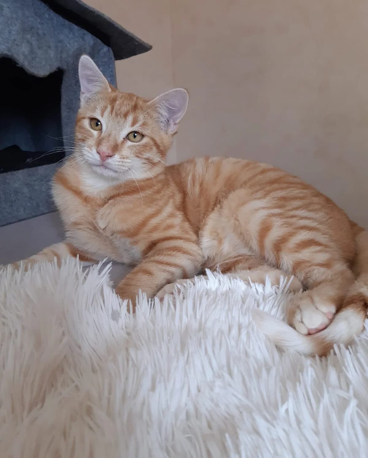 Ptiroux, male young Mixed Breed for adoption at Les Amis Chats De Mer