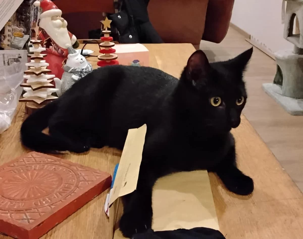 Rock, male young Mixed Breed for adoption at Les Amis Chats De Mer