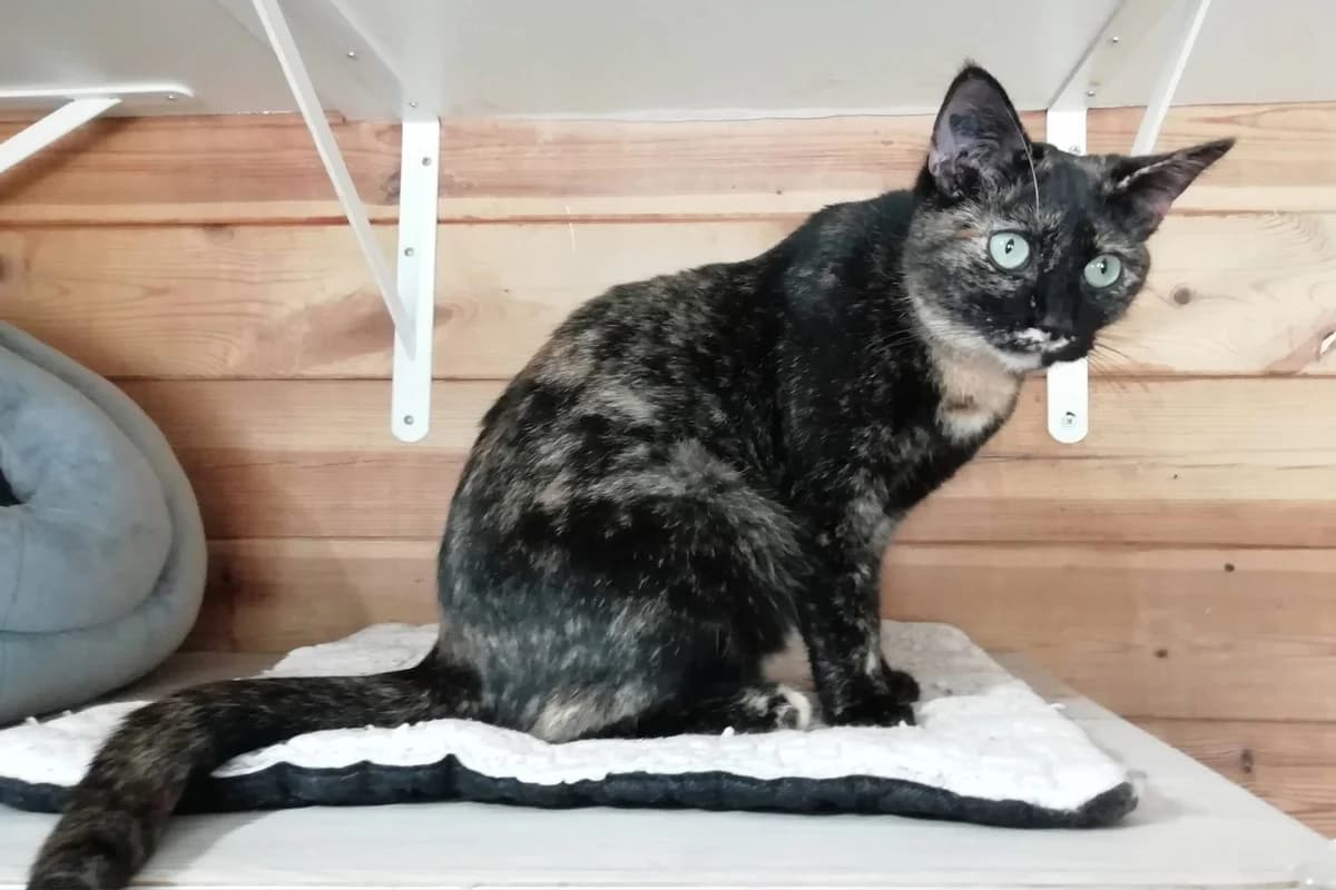 THAIS, female 4yo Mixed Breed for adoption at Animacoeur, Courbevoie