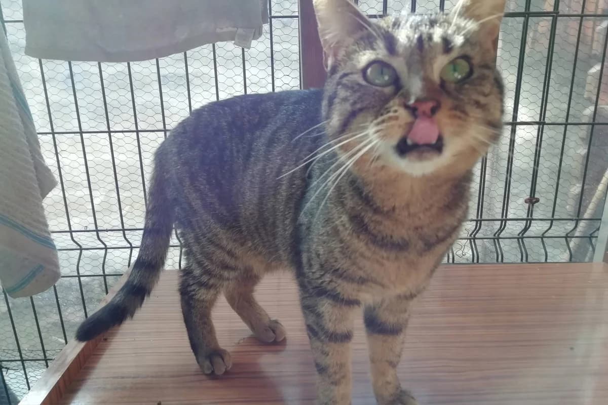 VANDA, female young Mixed Breed for adoption at Animacoeur, Courbevoie