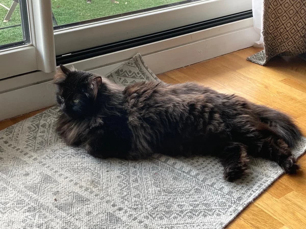 PYRA, female Mixed Breed for adoption at Animacoeur, Courbevoie