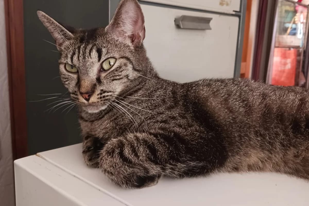 TARA, female Mixed Breed for adoption at Animacoeur, Courbevoie
