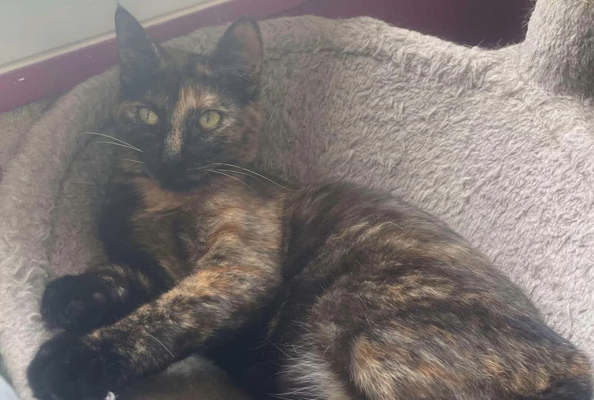 VAÏANA, female Mixed Breed for adoption at Animacoeur, Courbevoie