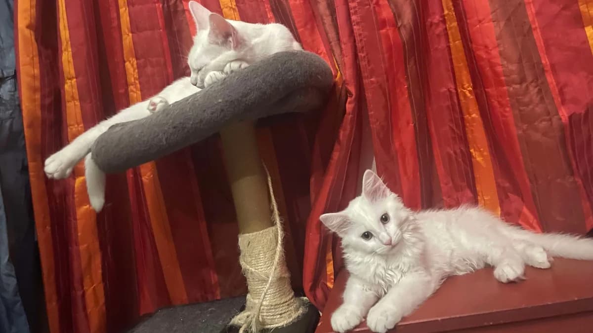 ATHENA et RAGNAR, male young Mixed Breed for adoption at Animacoeur, Courbevoie