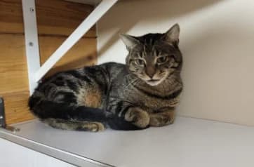 HUBERT, male 3yo Mixed Breed for adoption at Animacoeur, Courbevoie