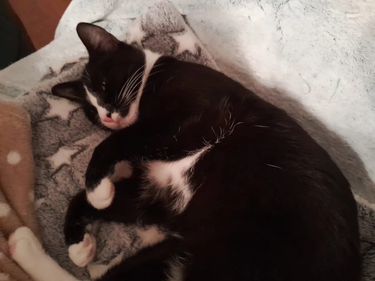 VEGA, female young Mixed Breed for adoption at Animacoeur, Courbevoie
