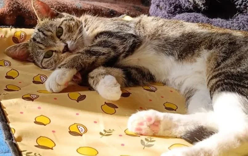 Emilia, female young Mixed Breed for adoption at Animacoeur, Courbevoie