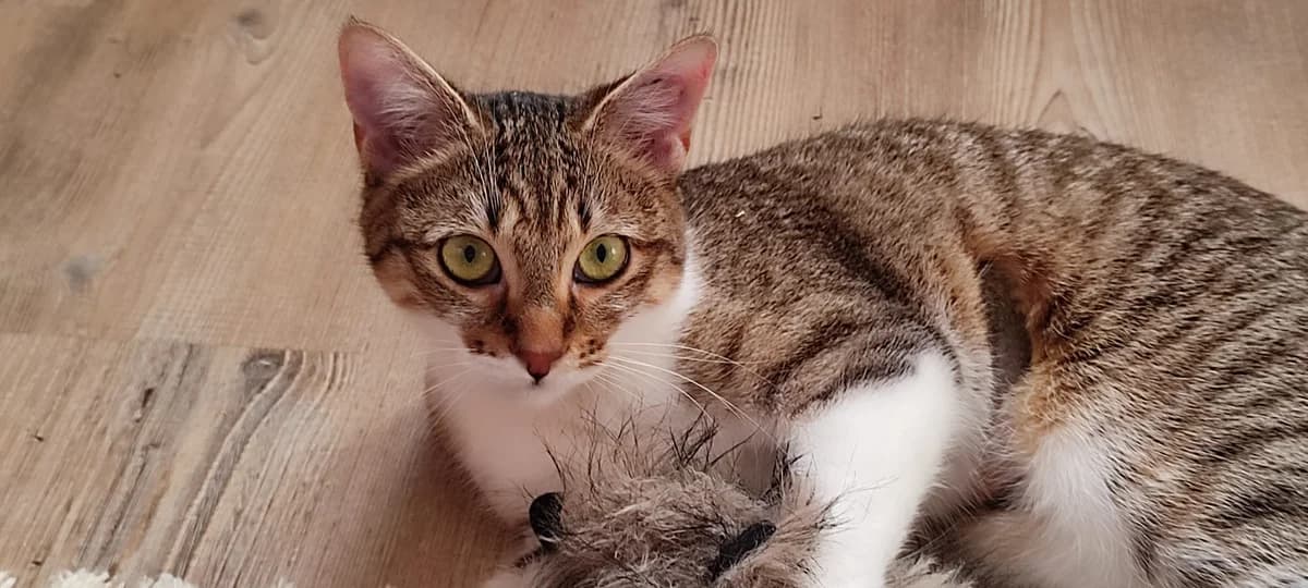 Amina RÉSERVÉE, female Mixed Breed for adoption at Animacoeur, Courbevoie