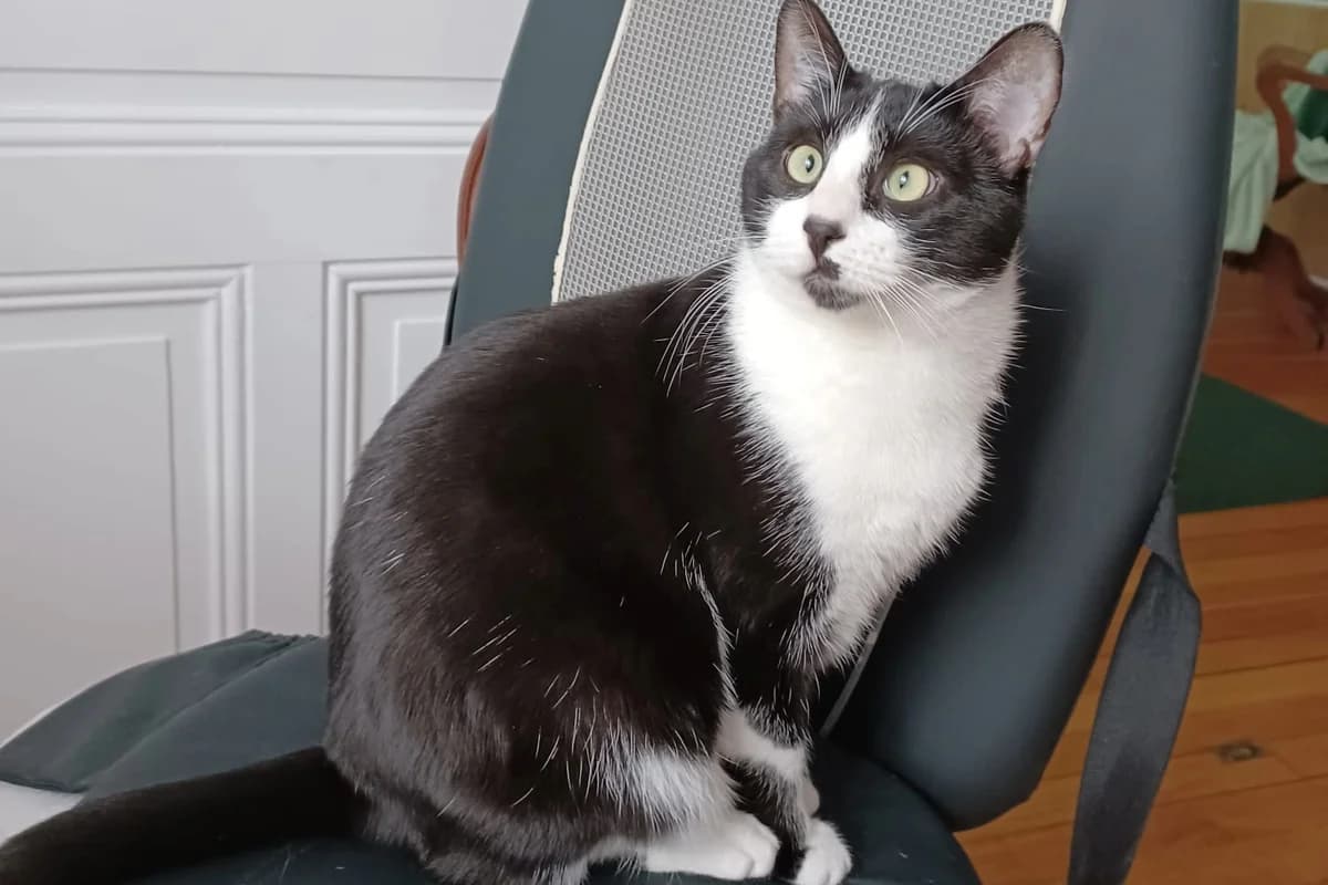 Berlingot, male 5yo Mixed Breed for adoption at Animacoeur, Courbevoie