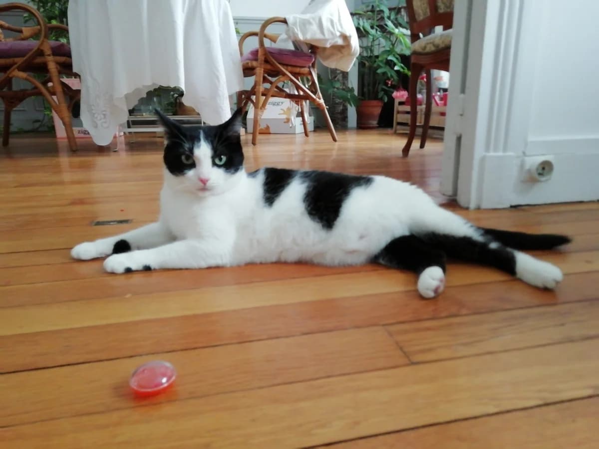 Rejane, female 6yo Mixed Breed for adoption at Animacoeur, Courbevoie