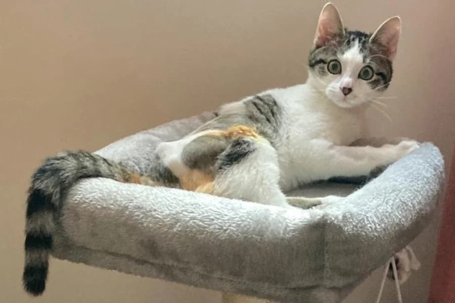 Angel, male young Mixed Breed for adoption at Animacoeur, Courbevoie