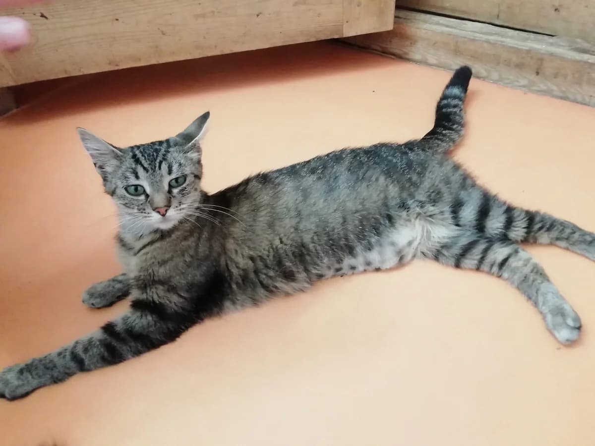 Claudine, female young Mixed Breed for adoption at Animacoeur, Courbevoie