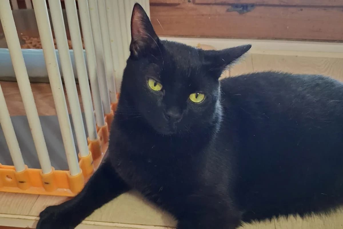Baghera, male Mixed Breed for adoption at Animacoeur, Courbevoie
