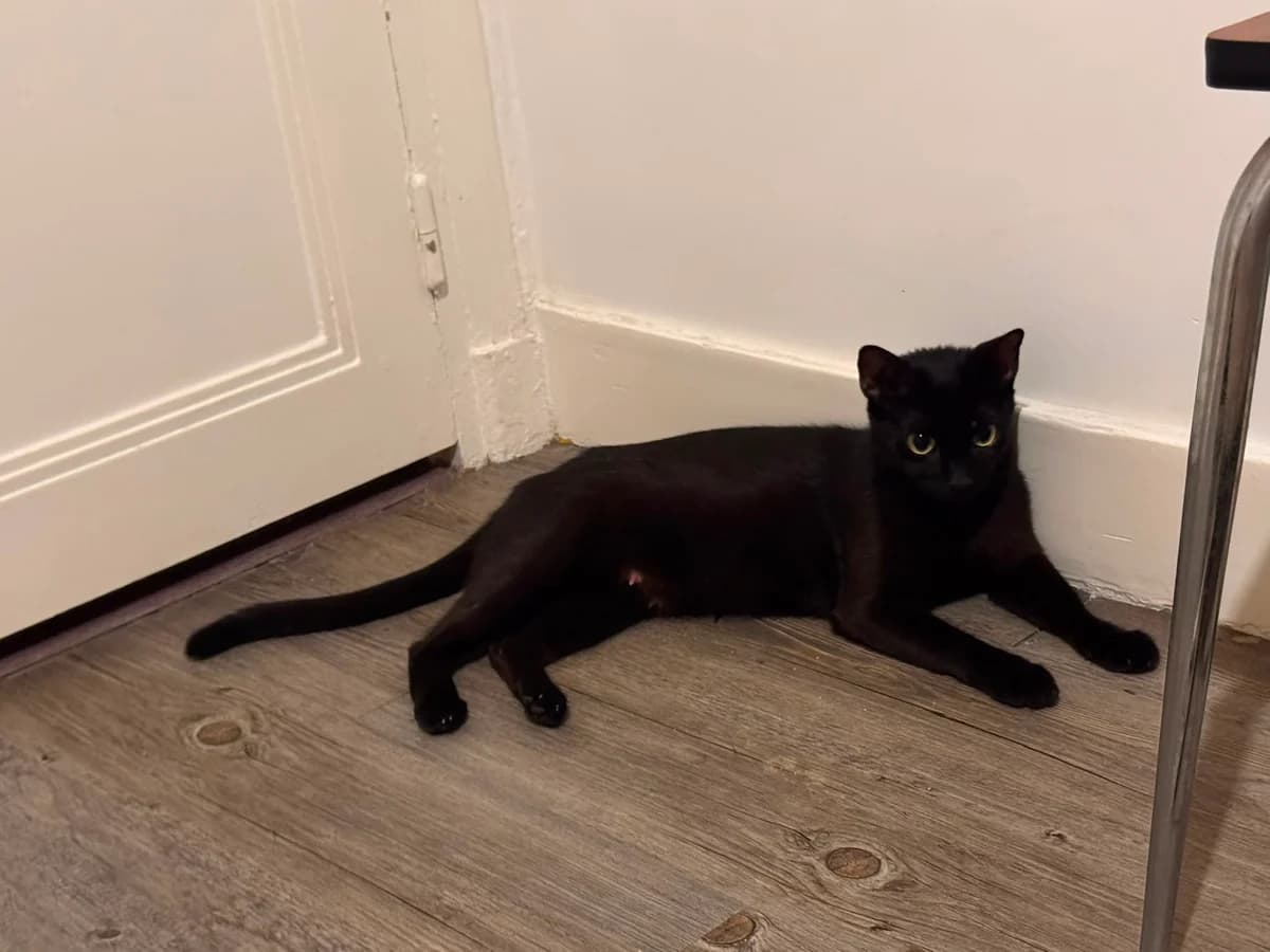 Scarlette, female Mixed Breed for adoption at Animacoeur, Courbevoie