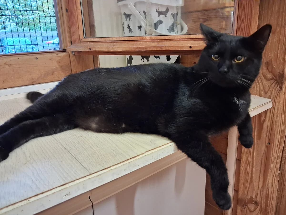 Sereno, male Mixed Breed for adoption at Animacoeur, Courbevoie