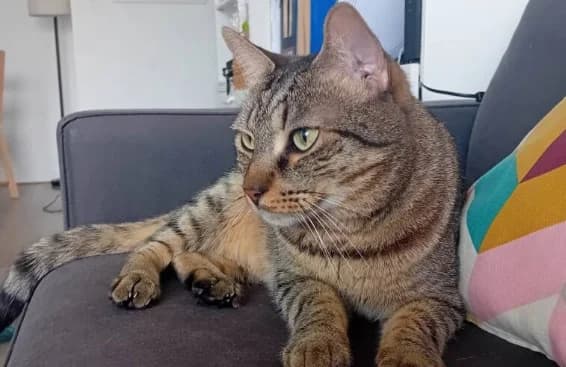 MAURICE, male 6yo Mixed Breed for adoption at Animacoeur, Courbevoie
