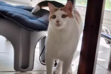 SIRIUS, male Mixed Breed for adoption at Animacoeur, Courbevoie