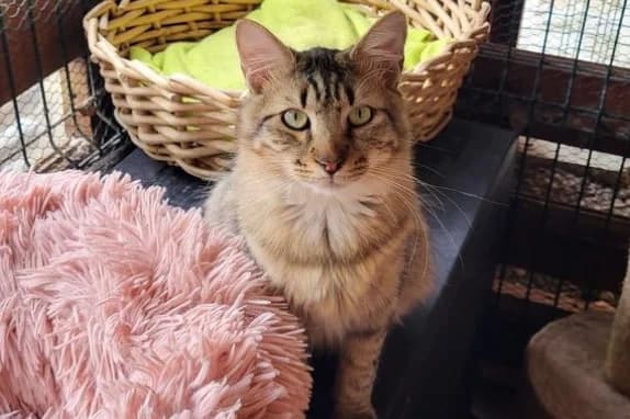 TATOO, male Mixed Breed for adoption at Animacoeur, Courbevoie