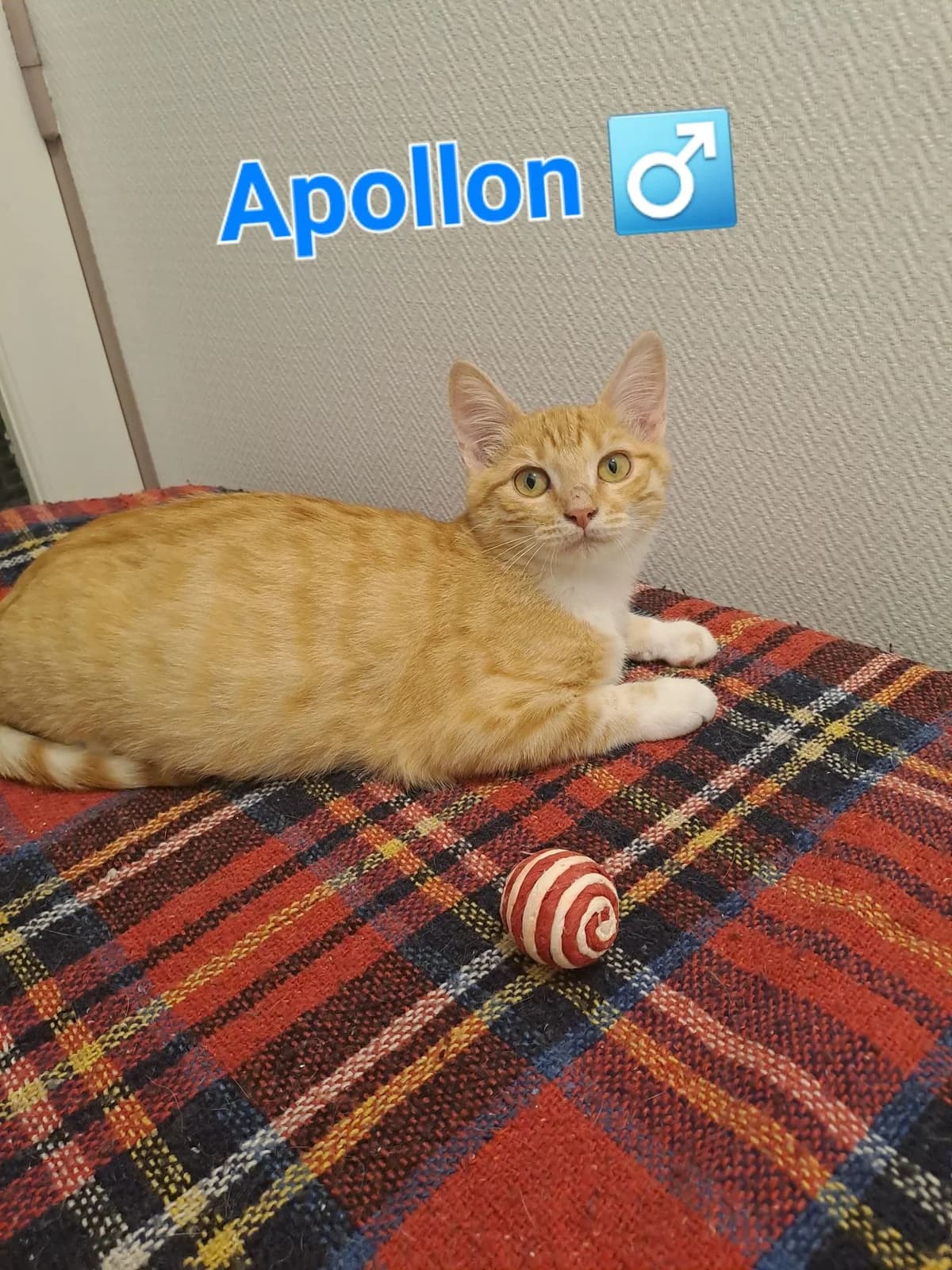FIRE, Mixed Breed (Animal Actions)