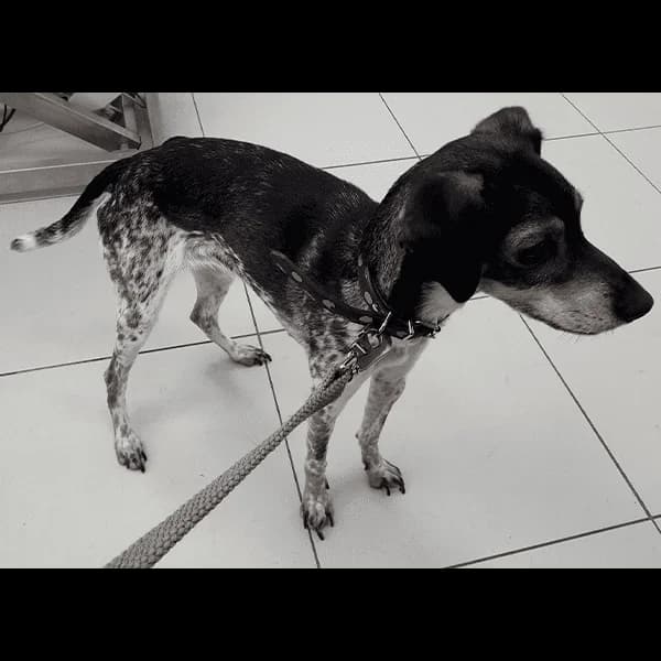 Mingo & Ribó (conjunta), male 7yo Mixed Breed for adoption at A.D.A. Noguera