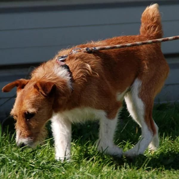 Cuzco,  Mixed Breed for adoption at Animaux sans Foyer, Montgeron