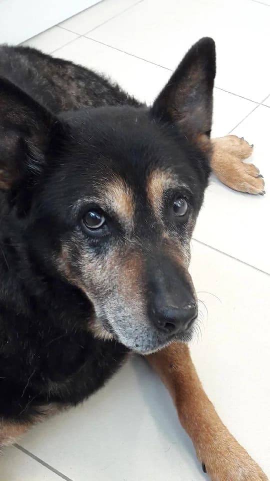 Betsy,  Mixed Breed for adoption at Animaux sans Foyer, Montgeron