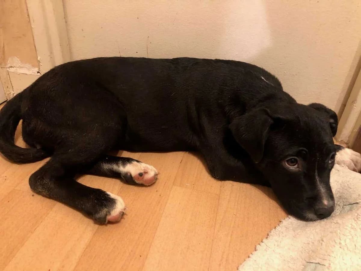 Elle n’était qu’innocence…, female Mixed Breed for adoption at Animaux sans Foyer, Montgeron