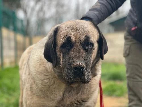 Cayenne, SABLE female 6yo Kangal for adoption at Animaux Secours, Lille