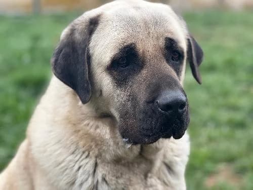 Taikane, BEIGE female 4yo Kangal for adoption at Animaux Secours, Lille
