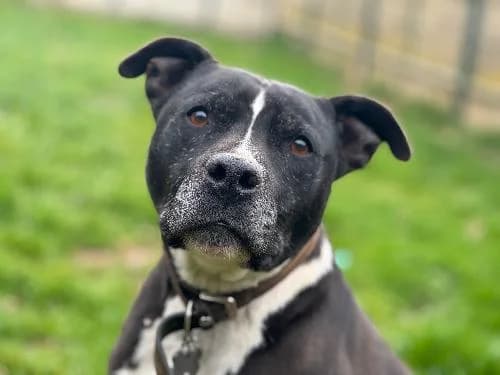 Niro, BRINGE ET BLANC male senior American Staffordshire Terrier for adoption at Animaux Secours, Lille
