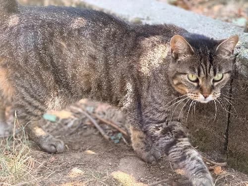 Chipie, TIGRE female 5yo mixed breed for adoption at Animaux Secours, Lille
