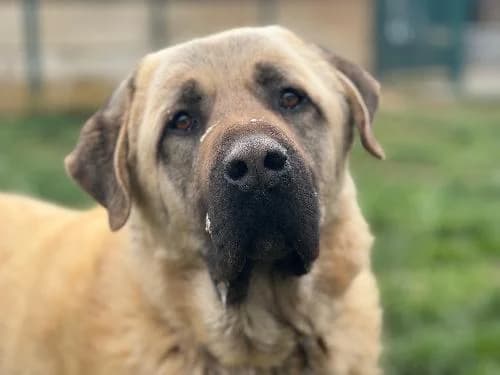 Pacha, SABLE male 6yo mixed breed for adoption at Animaux Secours, Lille